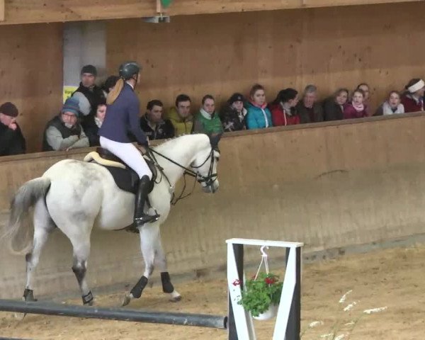 Hallenspringturnier Friedrichshafen-Ailingen 2016