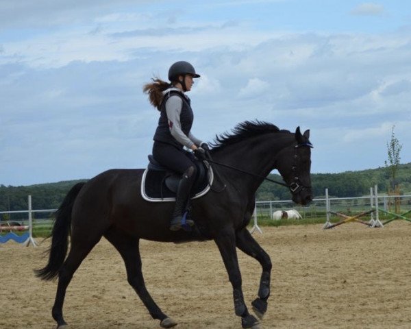 broodmare Sunshine 561 (Rhinelander, 2005, from Prado)