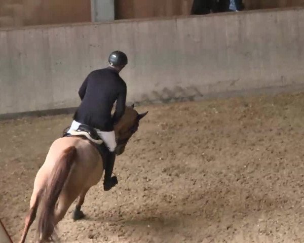 Hallenspringturnier Friedrichshafen-Ailingen 2016