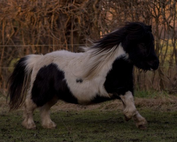 broodmare Elmhorst Selina (Shetland pony (under 87 cm), 2013, from Benjamin v. Stal Ankeveen) broodmare Elmhorst Selina (Shetland pony (under 87 cm), 2013, from Benjamin v. Stal Ankeveen)