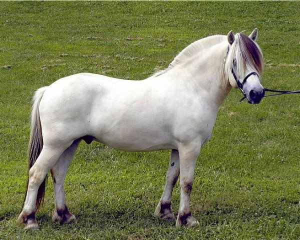 horse Høg Sølvar (Fjord Horse, 1998, from Viljar Brim N.2793) horse Høg Sølvar (Fjord Horse, 1998, from Viljar Brim N.2793)