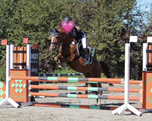 Dressage horse Djuvec (Polish Pony, 2002, from Hebab)