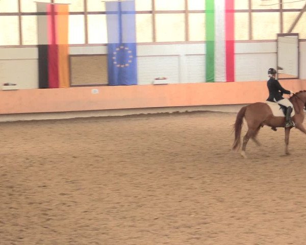 Reitturnier Bottrop 2016
