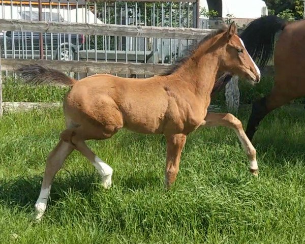 broodmare Calima Lara (Holsteiner, 2020, from Clarcon)