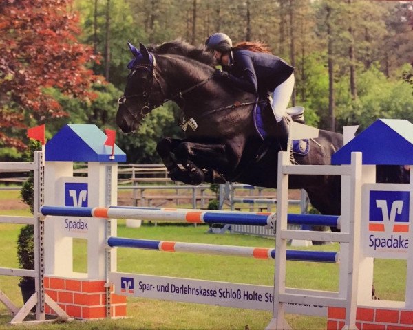 Deckhengst Taunus (Polnisches Warmblut, 2001, von Lavendel)