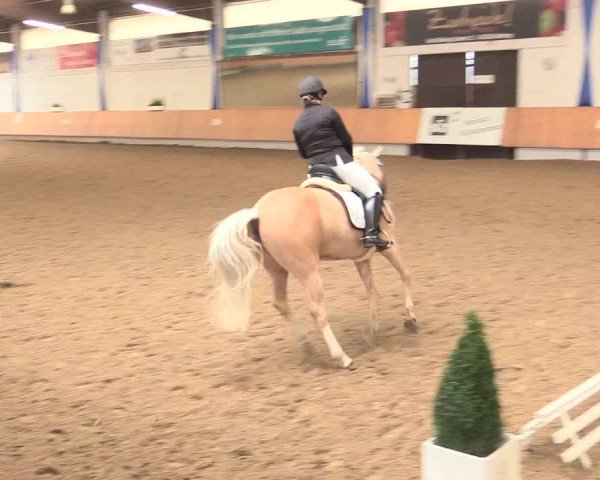 Reitturnier Bottrop 2016