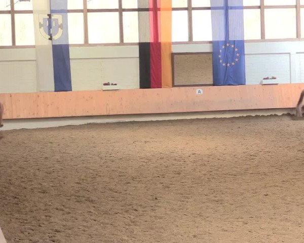 Reitturnier Bottrop 2016