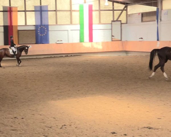 Reitturnier Bottrop 2016