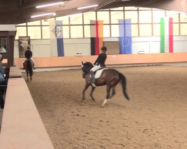 Reitturnier Bottrop 2016