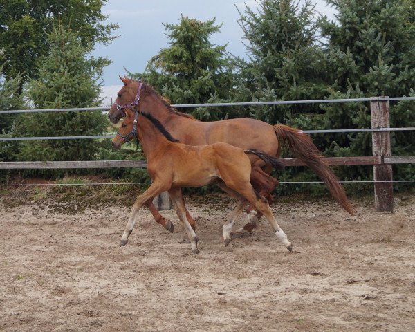 horse Hengst von Estobar NRW / Londonderry (Hanoverian, 2019, from Estobar NRW)