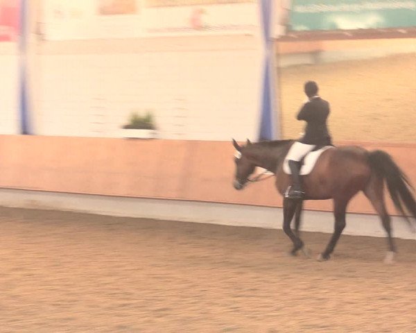 Reitturnier Bottrop 2016