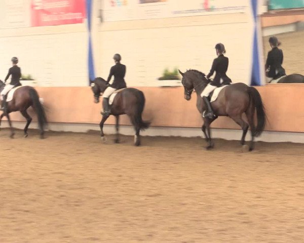 Reitturnier Bottrop 2016