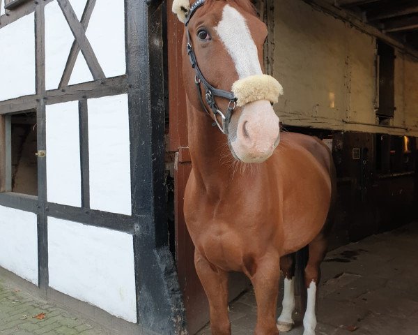 Springpferd Elros (KWPN (Niederländisches Warmblut), 2009, von Paddox)