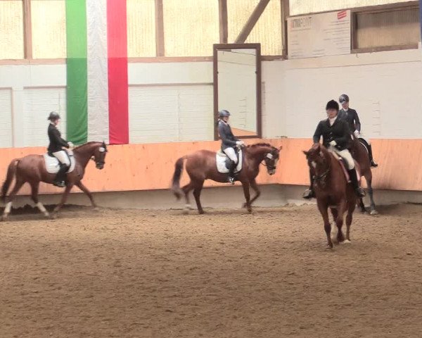 Reitturnier Bottrop 2016