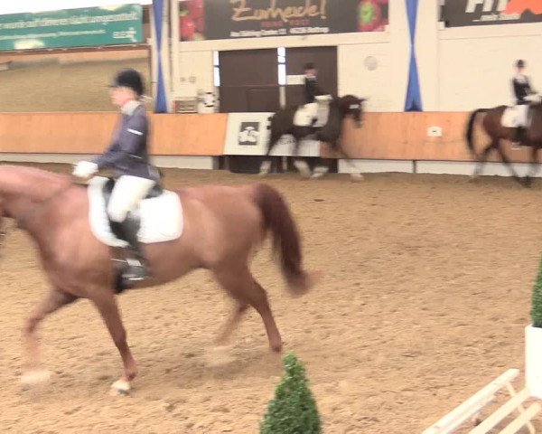 Reitturnier Bottrop 2016