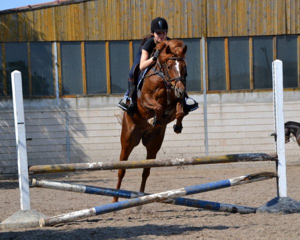 jumper Dame de Coeur 2 (German Riding Pony, 2008, from Donauwind)