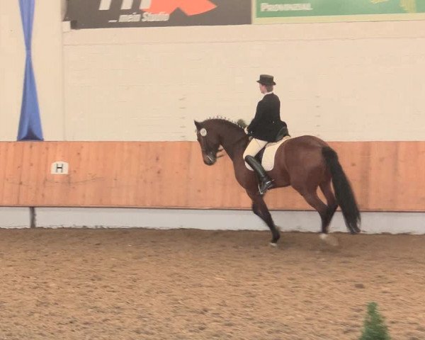 Reitturnier Bottrop 2016