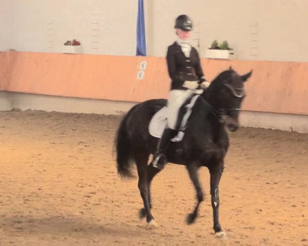 Reitturnier Bottrop 2016
