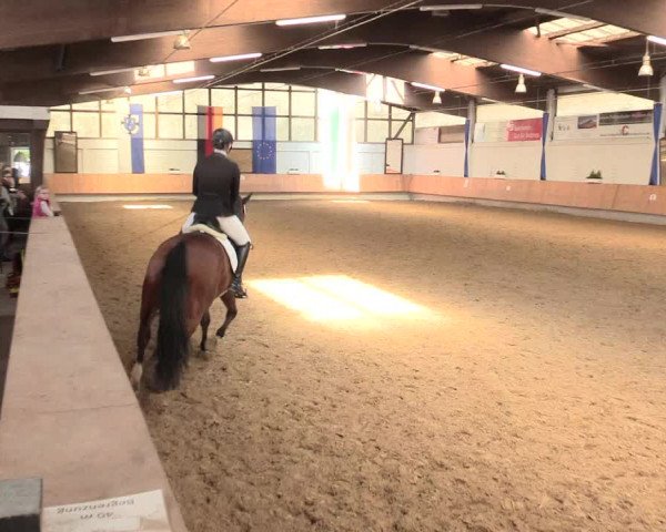 Reitturnier Bottrop 2016