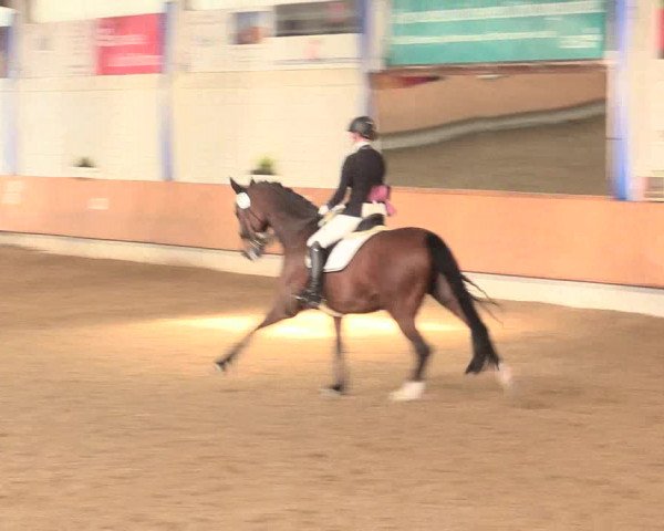 Reitturnier Bottrop 2016