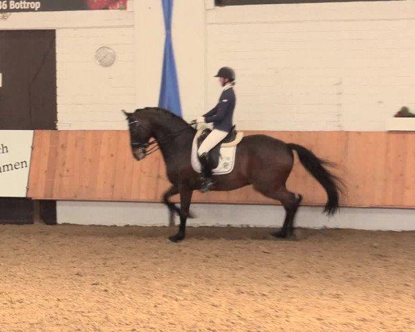 Reitturnier Bottrop 2016