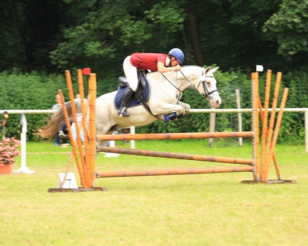 Springpferd Pascha 732 (Deutsches Reitpony, 2003, von Pamir ox)