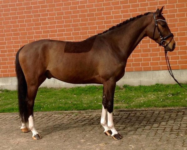 jumper Birkenhofs Cooper (Hanoverian, 2014, from Commissario)