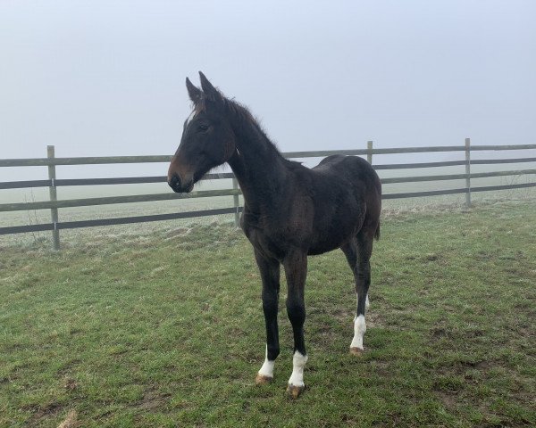 horse Cluster F (Westphalian, 2019, from Congress)