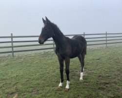 Pferd Cluster F (Westfale, 2019, von Congress)
