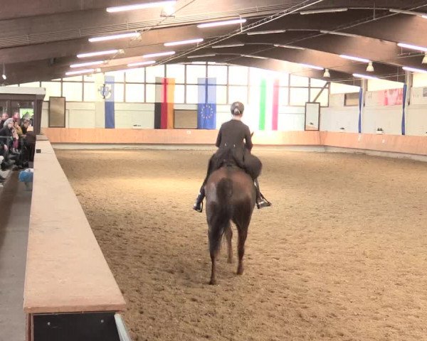 Reitturnier Bottrop 2016