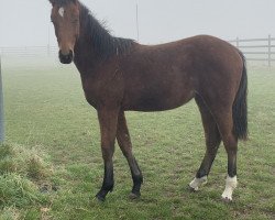 Pferd Fermate F (Westfale, 2019, von For The Moment L)
