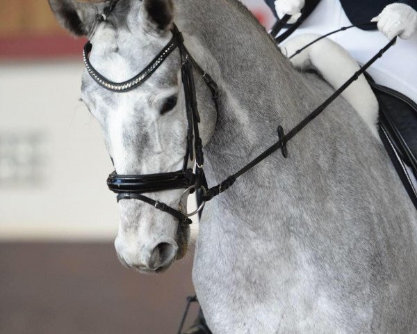 Cavallo da Dressage Talar (Cavallo Warmblood Polacco, 2012)