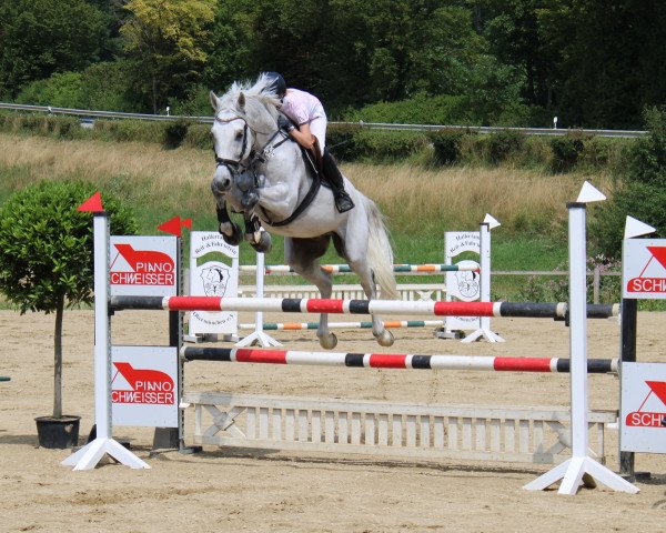 jumper Cortez H 2 (Austrian Warmblood, 2005, from Chellano Z)