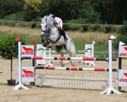 jumper Cortez H 2 (Austrian Warmblood, 2005, from Chellano Z)