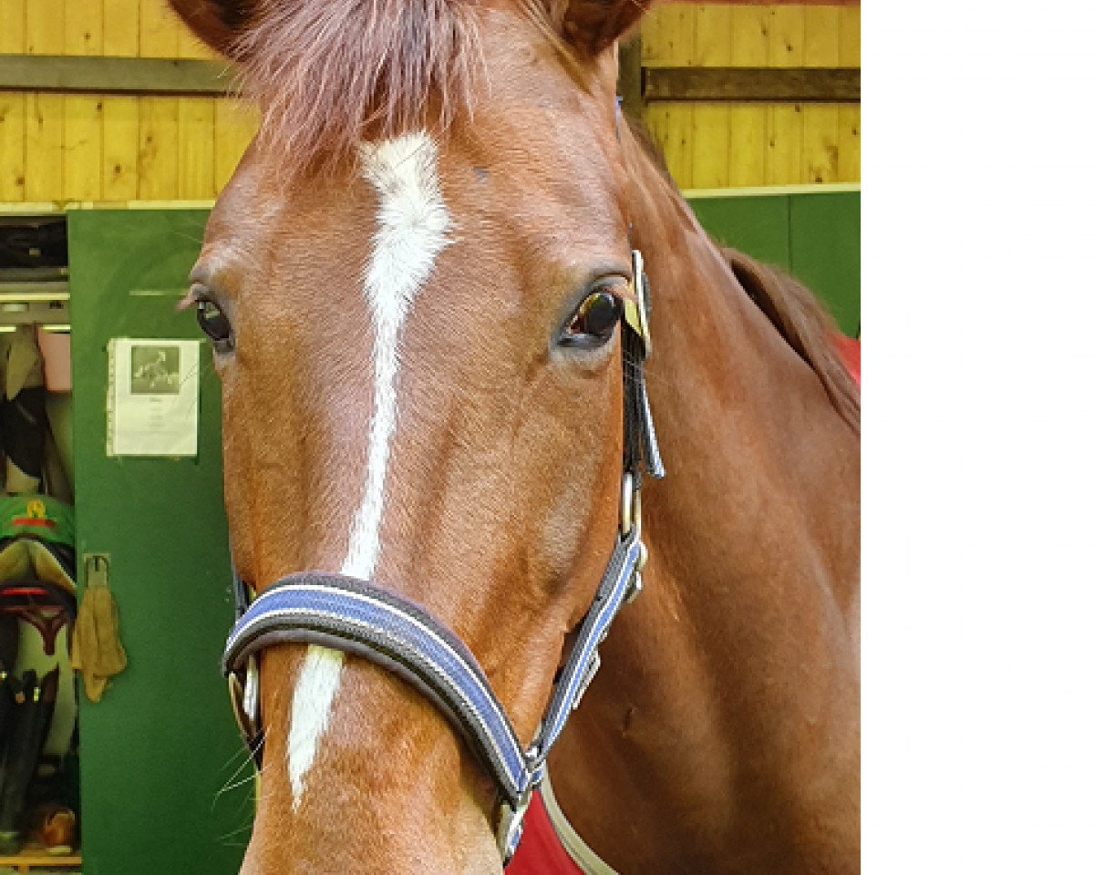 dressage horse Double Crispy (Hanoverian, 2013, from Don Frederic 3)