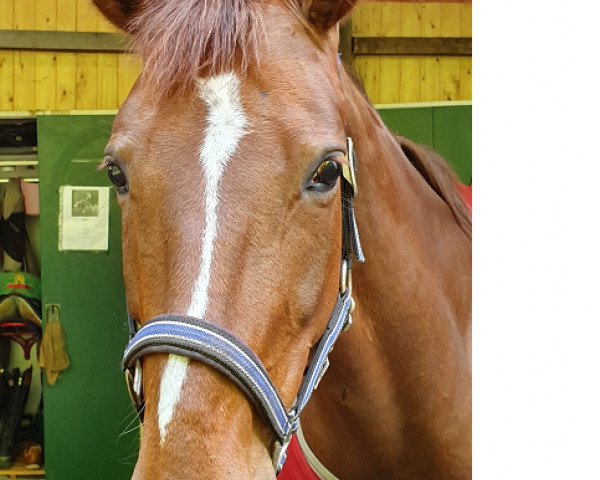 dressage horse Double Crispy (Hanoverian, 2013, from Don Frederic 3)