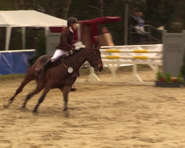 Reitturnier Bottrop 2016