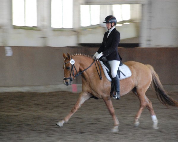 Zuchtstute Desiree 574 (Deutsches Reitpony, 2009, von Friedrichshof Dark Gigolo)