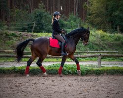 dressage horse Winnetou 959 (German Sport Horse, 2008, from Wind Dancer)