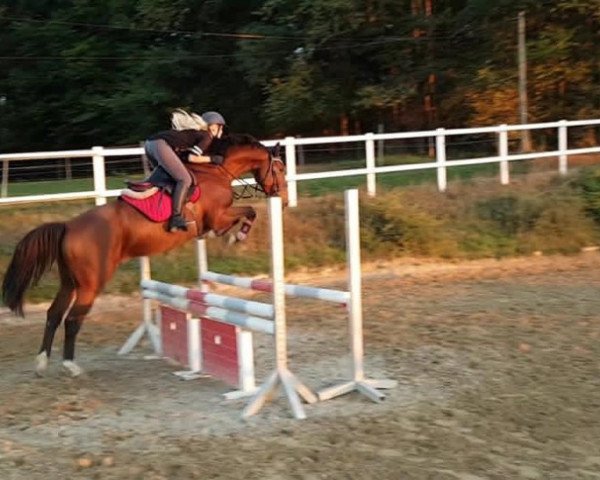 jumper Just Jup (anglo european sporthorse, 2014, from Hinault)