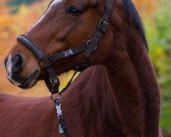 Springpferd Grandessa 380 (Westfale, 2004, von Grosso Z)