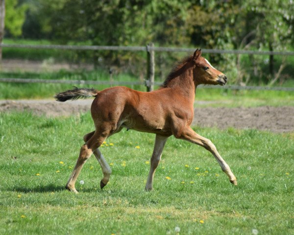 Pferd D - Alibaba (Deutsches Reitpony, 2020, von D-Power AT)