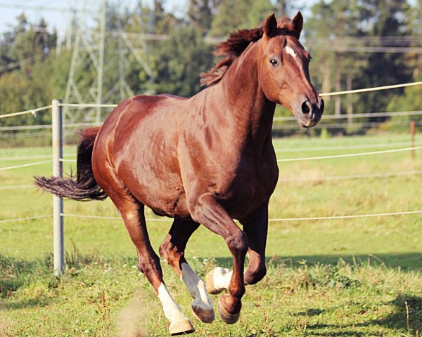horse Jungle Prince (KWPN (Royal Dutch Sporthorse), 1991, from Variant)