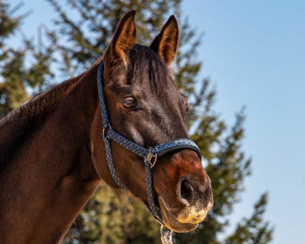 Springpferd Arbolina (Deutsches Sportpferd, 2014, von Cheetano)