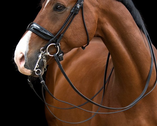 dressage horse Liberic (Westphalian, 2003, from Lissabon 29)