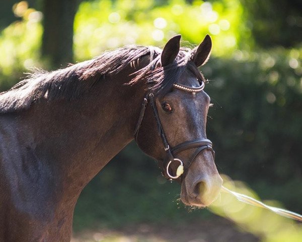 horse Fritze Freudenschimmer (Oldenburg, 2016, from Fürstenball)