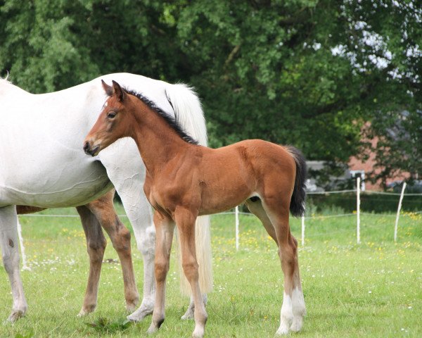 horse JoJo (Oldenburg, 2019, from Janeiro Platinum)