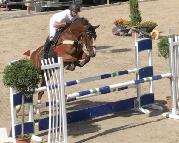 jumper Onawa vom Wellberg CH (Swiss Warmblood, 2013, from Ogano Sitte)