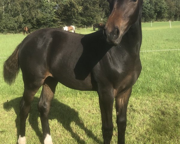 horse Hengst von Crack / Corgraf (Holsteiner, 2019, from Crack)