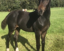 Pferd Hengst von Crack / Corgraf (Holsteiner, 2019, von Crack)